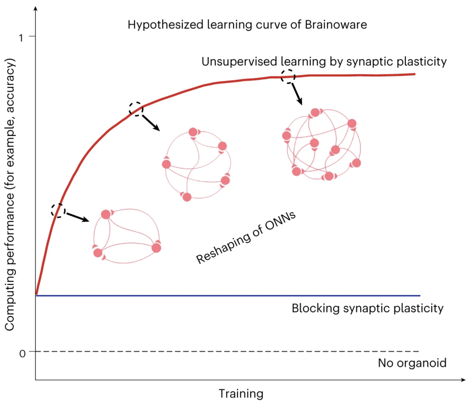 Hypothesized learning curve of brain-organoid brainware